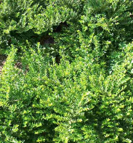 50 Stecklinge Heckenkirsche, Bodendecker, Garten