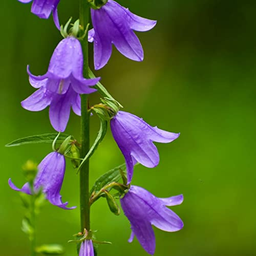 Campanula rapunculoides - Campanula rastrera - 50 semillas