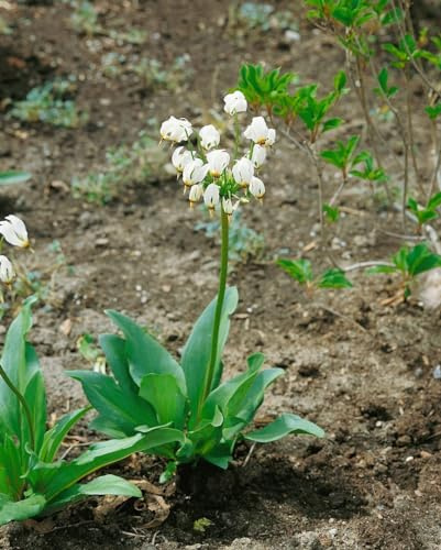 Dodecatheon meadia 'Alba' 9x9 cm Topf – Winterhart, Mehrjährig, Pflegeleicht – Götterblume (Shooting Star) – Staude für Schattenbeet & Steingarten