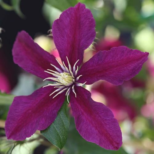 Clematis 'Niobe' – Hardy Perennial Climber – Ruby-Red Summer Flowers – Compact Clematis for Containers or Borders – Starry Blooms 3X 7cm Pots by Thompson and Morgan