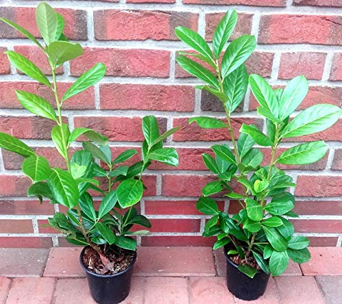 20 Kirschlorbeer Pflanzen (Höhe: 40-50 cm ab Topf/Topfvolumen: 1,3 Liter), Prunus laurocerasus Rotundifolia, Kirschlorbeer