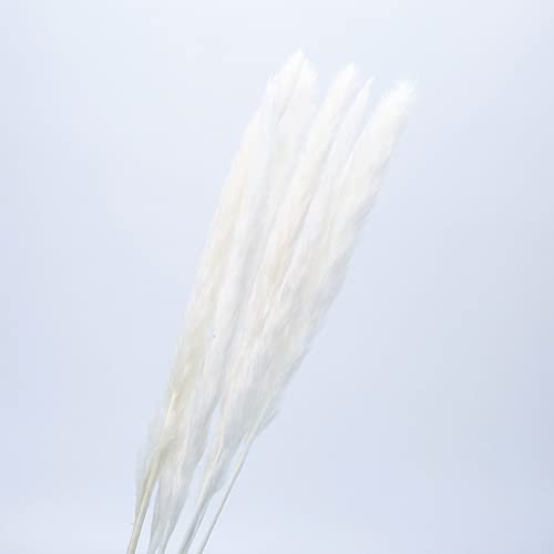 YIWOYI Getrocknetes Pampasgras, Dekoration, klein, Bulrush, natürlich, klein, getrocknete Blumen, Pampasgras, Phragmiten, Pflanzen für Hochzeitsdekoration (weiß)