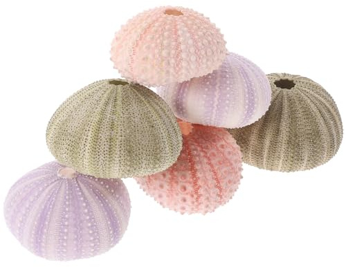 Ipetboom 6St Seeigel-Muschel- Mini-Seeigelschalen hängender Seeigel Wohnkultur Anlage Muscheln Zuhause Seeigelschalendekoration Haushalt Ananas Pflanzer Container Saftige Schale Hülse