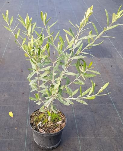 Olea europaea 'Cipressino' / Olivier Toscan/Conteneur de 2 à 2.9 litres/Arbre fruitier