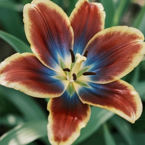 Vnuhgzs Lirio doble de fácil cuidado/Lirio oriental/Decoración interior y exterior/Fácil de cultivar-8 bulbos-E