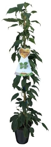 Kiwi-Pflanze Actinidia arguta 'Issai' – Selbstfruchtende Mini-Kiwi, winterharte Kletterpflanze, 160–200 cm Höhe inkl. Topf, reich tragend & pflegeleicht für Garten, Balkon & Terrasse