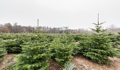 100st. Nordmanntannen 20-40cm 5j. ohne Wurzel gemessen Nordmanntanne Weihnachtsbaum Abies nordmanniana Wurzelware