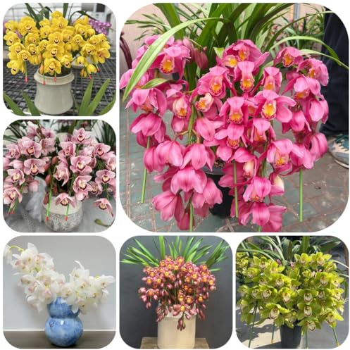semi di orchidea - regali per gli amanti del giardino di cymbidium hybridum, decorazione del soggiorno d'appartamento da ufficio estivi 500pcs