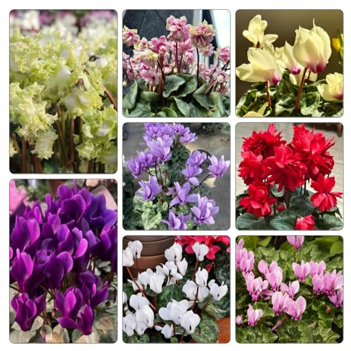 Semi di ciclamino - tappezzanti in vaso rialzata in vaso recisi balcone d'appartamento esotiche giardino decorative 100pcs