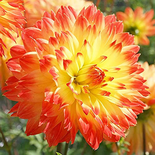 1 x Dahlia Decorative Procyon – Fiery Red Blooms - Summer Flowering Bulb – Perennials – for Your Beautiful Garden.