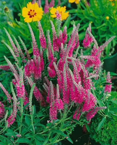 Veronica spicata 'Rotfuchs' 9x9 cm Topf – Winterhart, Mehrjährig, Pflegeleicht – Ähriger Ehrenpreis – Staude für Beet & Rabatten