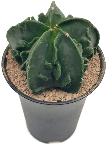 Fangblatt - Astrophytum myriostigma cv Fukuryu nudum - seltener Sternkaktus - pflegleichter Kaktus - exotische Zimmerpflanze