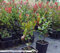immergrüne Zwerg - Glanzmispel Photinia fraseri Little Red Robin 40-60 cm hoch im 3 Liter Pflanzcontainer