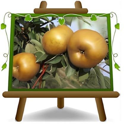 EURO PLANTS VIVAI Melo Golden Ruggine - Pianta da Frutto Antico su Vaso da 20 - Max 170 cm - 2 Anni