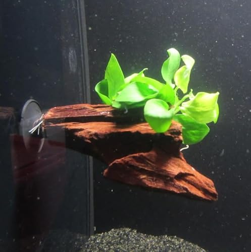 florari Wurzel+Saugnapf mit Anubias nana GOLD - Goldenes Zwergspeerblatt auf Wurzel+Sauger