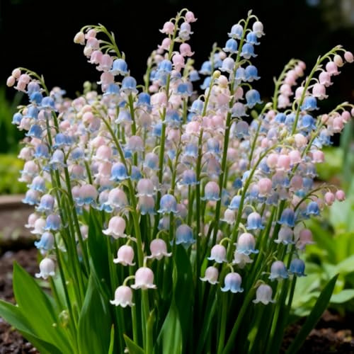 Rizoma de lirio de los valles- Lirio de los Valles resistentes- rizomas de jardín perennes- Lirio de los Valles raras para plantar en el jardín-15 Rizomas-j