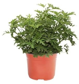 DECOALIVE Geranio Repelente Insectos Pelargonium Citrodorum Planta Natural