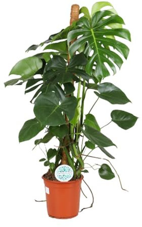 Monstera deliciosa - 95-105cm - Ø24cm - Zimmerpflanze - Immergrün