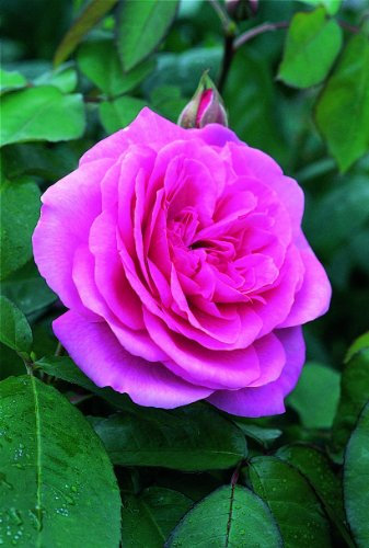 Gertrude Jekyll (ausbord) Deep Pink Bare Root Rose-Old Rose Hybrid from David Austin Roses