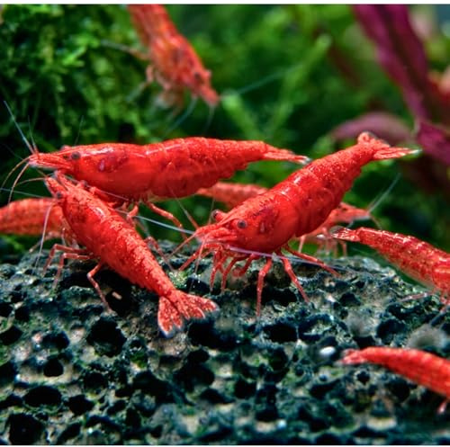 Neocaridina davidi Sakura Rouge – 10 Crevettes Naines Vivantes d'aquarium – Invertébrés Eau Douce – Couleur Rouge Intense – Idéales Débutants – Élevage Français – Expédition Garantie