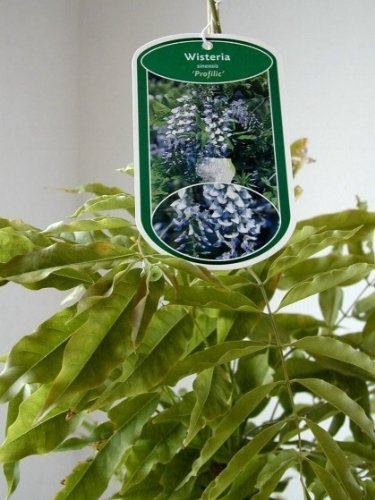 veredelter Blauregen Wisteria sinensis Profilic im 3 Liter Pflanzcontainer | Winterhart, duftend & schnellwachsend – blühfreudige, veredelte Kletterpflanze als Blickfang