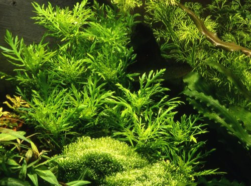 3 X Water Wisteria (Hygrophila Difformis) - Live Aquarium Plant