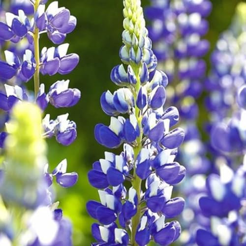 6 x Lupine 'The Governor' - Lupinus 'The Governor' Topf 9x9cm: Blaue Blüten, aufrecht wachsend, trockenheitsverträglich.