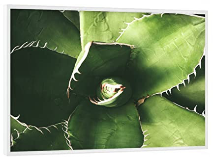 artboxONE Poster mit weißem Rahmen 18x13 cm Floral Agaven - Bild Agave Cactus columbien