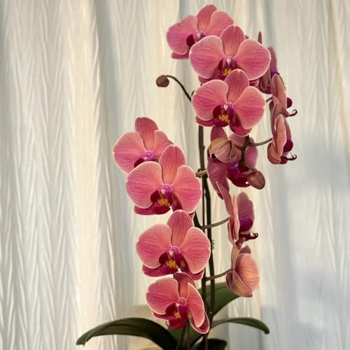 semillas de orquídeas phalaenopsis - orquídeas - balcon, aromáticas phalaenopsis de jardín, interior Macizo, 300pcs