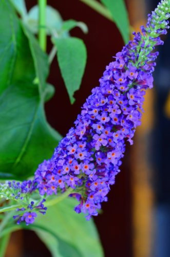 Schmetterlingsstrauch Buddleja Empire Blue 40-60 cm im 3 Liter Pflanzcontaier