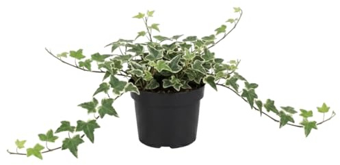 DECOALIVE Hedera Helix Variegata con Hiedra de hojas variegatas | Planta Viva Decorativa | 13 cm Diámetro | 25 cm Altura