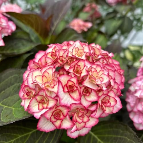 semi di ortensia - rare giardino balcone resistenti esterni 55pcs