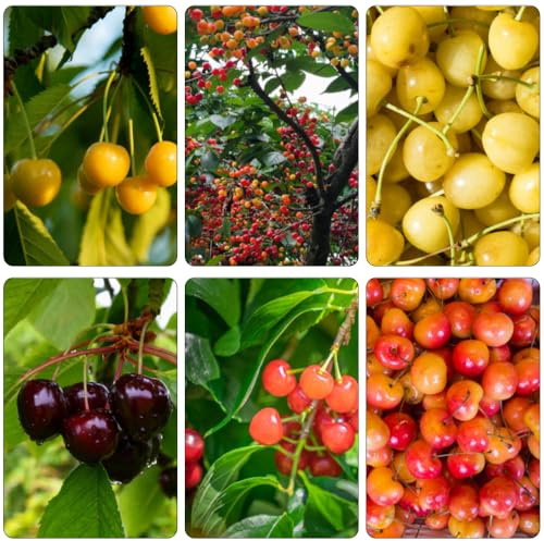 kirschbaum kirsch - topfpflanzen draußen winterhart kletterpflanzen säulenobst stauden obstpflanzen balkon deko biosaatgut säulenobstbäume winterharte kübelpflanzen baumsamen obstsamen 50samen
