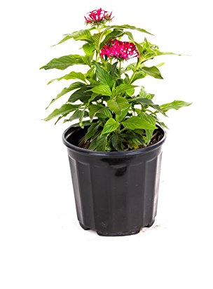 American Plant Exchange Penta 'Lipstick' – 6-Inch Pot – Live Flowering Plant with Bright Red Star-Shaped Blooms, Heat-Tolerant Outdoor Annual for Pollinator Gardens, Patios & Containers
