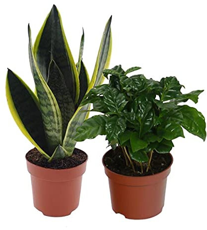 DECOALIVE Sansevieria y Planta del Café Set de Dos Plantas Naturales de Interior, 8436601572615