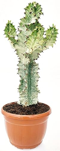 POWERS TO FLOWERS - EUPHORBIA VULCANA ERITREA VARIEGATA, SPINA DI CRISTO, altezza 50cm, pianta vera