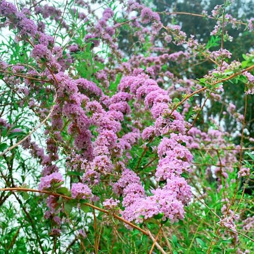 semi di lillà farfalla, resistenti, farfalle buddleia resistente -Buddleja, 20pcs