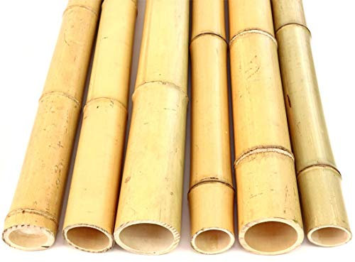 «bambusstange moso «blanchis, comparatifs. 6–7 cm-longueur : 200 cm