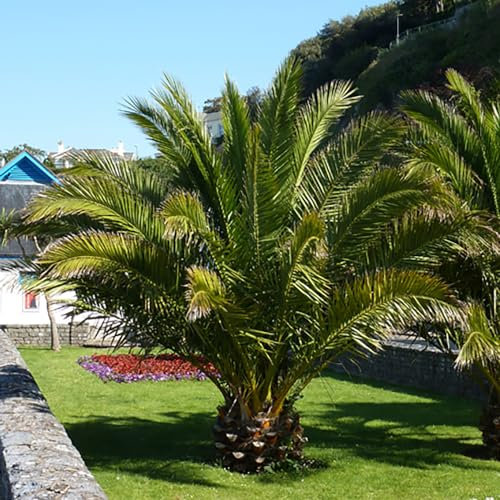 YouGarden Pair of Hardy Phoenix Palms, Each 0.8-1m Tall and Established in 20cm Pots, Canary Island Date Palms, Exotic Tropical Hardy for UK Gardens, Supplied as Two Palm Trees