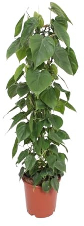 Philodendron Scandens - 110-120cm - Ø24cm - Pianta d'appartamento - Sempreverde