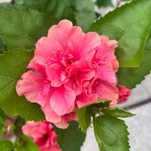 semi di ibisco - perenni resistenti copertura del terreno giardino rampicanti balcone esotiche 200pcs