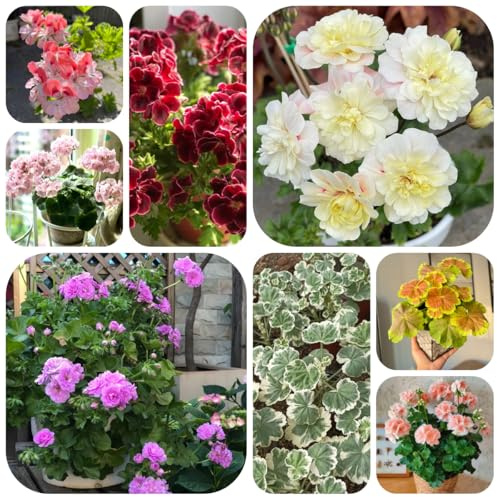 semi di geranio resistenti - pelargonium - all'esterno tappezzante perenne resistente to perenni da aiuola rialzata biologici 200pcs