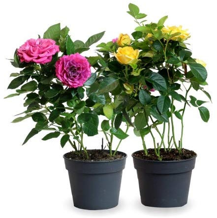 Pack 2 Rosales Miniatura Plantas Naturales con Flores de Colores Variados