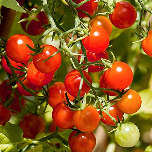 Barbaniaka Bio-Tomatensamen