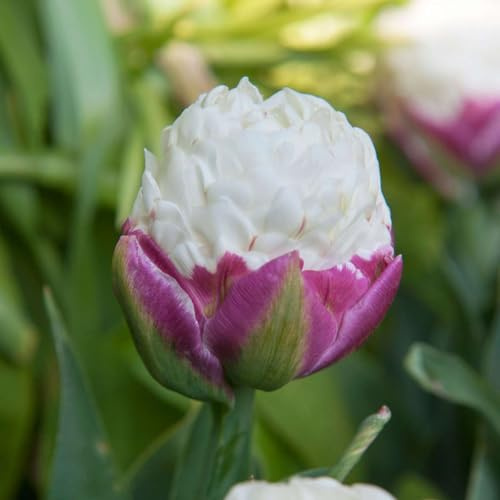 Plant in a Box - Tulipa Ice Cream - Blumenzwiebeln x20 - Tulpe - Violett Weiß - Tulpen aus Holland
