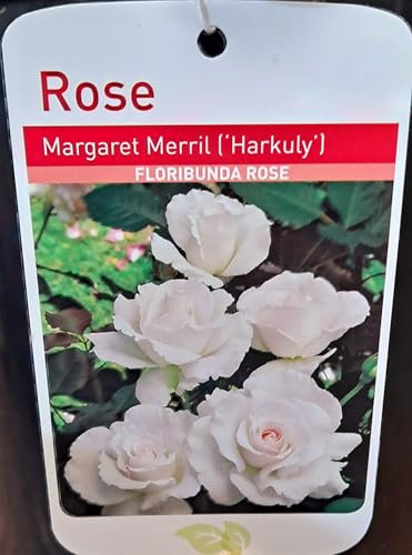 Potted 2 Litre FLORIBUNDA Rose Margaret Merril Perennial Plant