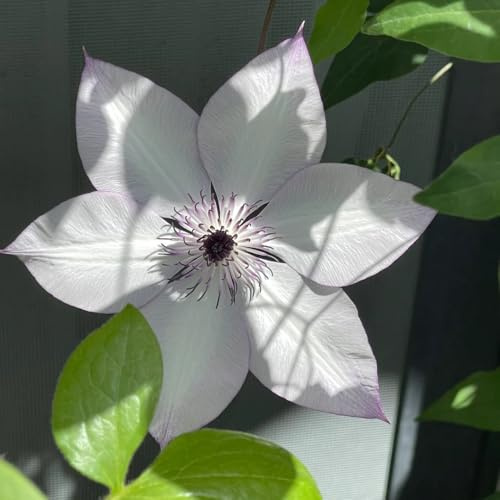 clematis, exotische herbstblumen winterhart kletterpflanzen schnellwachsende klettergartenpflanzen für draußen seltene 100samen