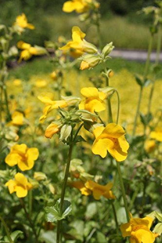 WASSERPFLANZEN WOLFF - 4er-Set im Gratis-Pflanzkorb - Mimulus luteus - Gauklerblume, gelb -