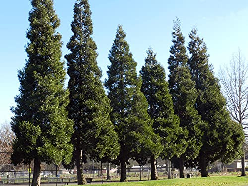 Weihrauchzeder - Calocedrus Decurrens - 20 Frische Samen