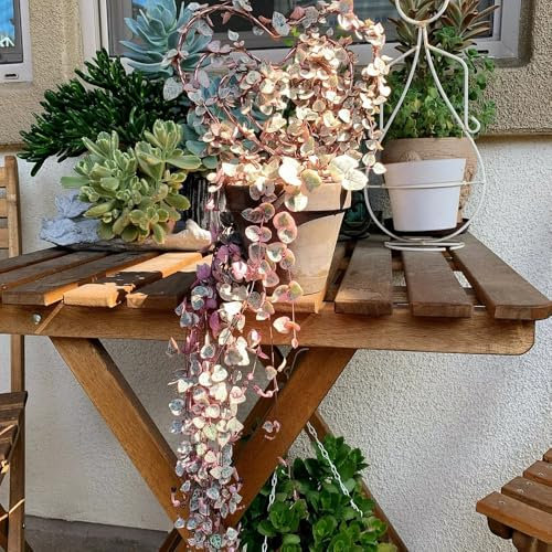 100 pcs Ceropegia Woodii Samen gartendeko für draußen dekopflanzen Leuchterblume Pflanze ausgefallene geschenke pflanzenkübel winterharte pflanzen für den garten balkon deko blumenwiese
